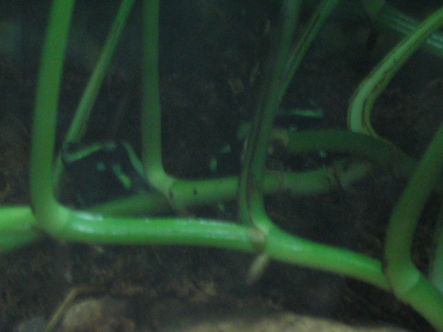 618x457 pixels (148K)